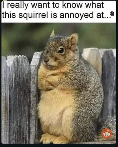 squirrel memes|squirrel meme tiktok.